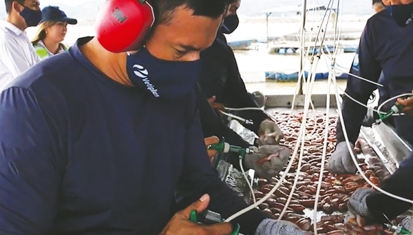 Vaccination of Tilapia